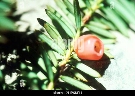 Aiguilles de Yew et baies. Les scientifiques tentent de trouver d'autres façons de produire du taxol, l'une étant à partir des aiguilles de l'if plutôt que de l'écorce de l'arbre de l'if du pacifique (taxus brevifolin) ca. 1991 Banque D'Images