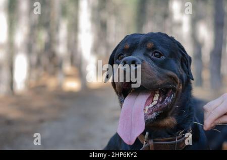 Rottweiler. Un grand chien noir est assis sur un chemin dans les bois. Une main mâle caresse le mâle sur la tête. Sans laisses. Animaux de compagnie. Mise au point sélective. Banque D'Images