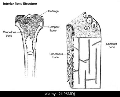 Dessins de ligne ayant une structure osseuse interne et une coupe transversale de l'os ca. Date inconnue Banque D'Images