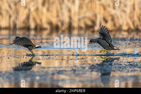 Moorhen ou Marsh Hen, Gallinula chloropus - fin de combat sur l'eau Banque D'Images