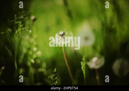 Une belle fleur de pissenlit blanche et moelleuse pousse dans un pré parmi l'herbe verte lors d'une belle journée d'été. Plantes sauvages et mauvaises herbes. Banque D'Images