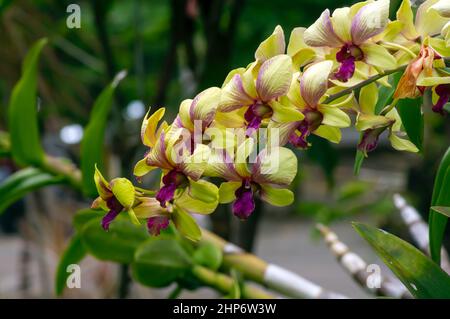 Orchidée jaune (Phalaenopsis amabilis), communément appelée orchidée lunaire Banque D'Images