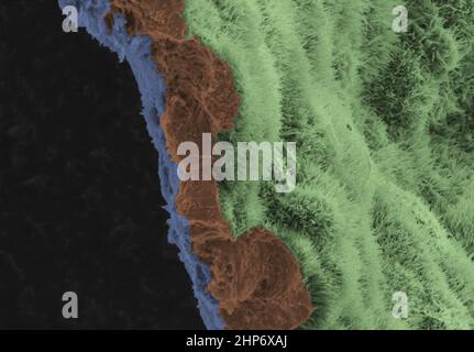 Une image de micrographe électronique à balayage montre une monocouche RPE polarisée sur un échafaudage biodégradable. L'image est colorée pour mettre en évidence l'échafaudage en bleu, trois cellules RPE (marron), et le processus apical des cellules dans la monocouche RPE sont vert clair CA. 2019 Banque D'Images