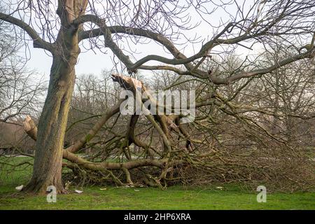 Windsor, Berkshire, Royaume-Uni. 19th février 2022. Après la tempête Eunice d'hier, un certain nombre des arbres emblématiques qui bordent la longue promenade de Windsor ont été déracinés et des membres ont été cassés. Une alerte météorologique rouge a été mise en place hier pour le Sud-est pour la première fois. Un grand pique-nique est prévu sur la longue promenade cet été pour célébrer le Jubilé de platine de sa Majesté la Reine. Crédit : Maureen McLean/Alay Live News Banque D'Images