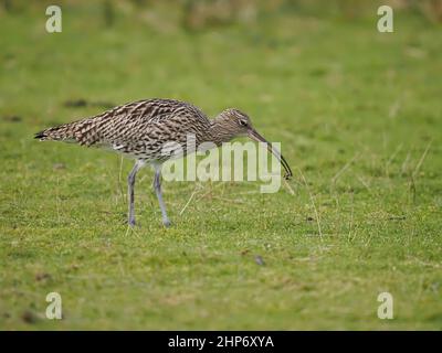 Curlew Winter au Royaume-Uni en profitant des estuaires de marée et des pâturages et prairies environnants pour se nourrir. Banque D'Images