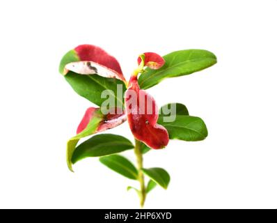 La Galle foliaire Exobasidium vaccinii sur une plante de canneberge isolée sur fond blanc Banque D'Images