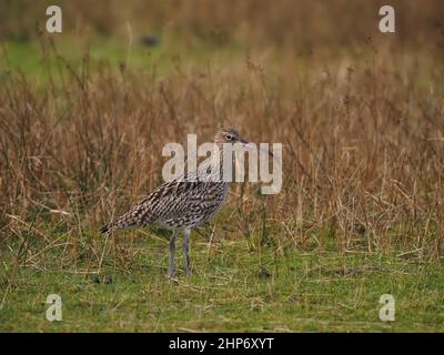 Curlew Winter au Royaume-Uni en profitant des estuaires de marée et des pâturages et prairies environnants pour se nourrir. Banque D'Images