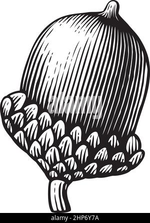 acorn - illustration vectorielle gravée vintage (style dessiné à la main) Illustration de Vecteur