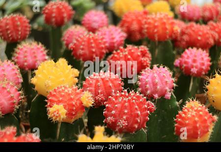 Rangée de Cactus de Lune coloré ou Cacti de Hibotan adorables plantes-maison Banque D'Images