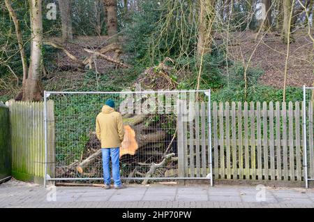 19th fév 2022 highgate wood north london muswell hill road angleterre royaume-uni séquelles d'une femme voiture passager tuée par chute d'arbre Banque D'Images