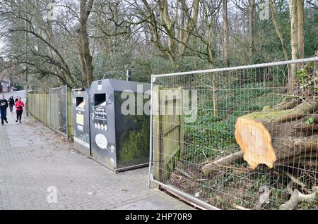 19th fév 2022 highgate wood north london muswell hill road angleterre royaume-uni séquelles d'une femme voiture passager tuée par chute d'arbre Banque D'Images