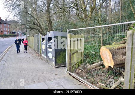 19th fév 2022 highgate wood north london muswell hill road angleterre royaume-uni séquelles d'une femme voiture passager tuée par chute d'arbre Banque D'Images