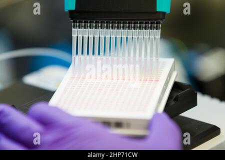 La biologiste du NCATS Michele Ceribelli, Ph.D., prépare les échantillons pour une analyse de cytométrie en flux à haut débit dans une plaque de 384 puits ca. Novembre 8 2017 Banque D'Images