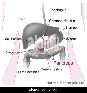 Le pancréas et les organes et structures proches dans le tube digestif (oesophage, foie, canal biliaire commun, estomac, rate, vésicule biliaire, duodénum, intestin grêle et gros intestin) ca. 2001 Banque D'Images