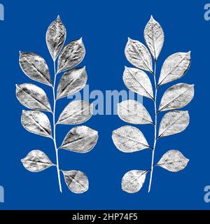 Feuille myrte vraie (Myrtus communis) avant et arrière en trois couleurs Banque D'Images