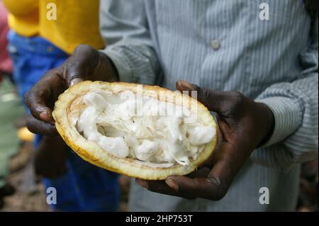 Fèves de cacao crues dans la gousse de cacao avant séchage. Photo Gary Roberts/worldwidefeatures.com Banque D'Images