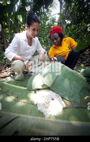 L'écrivain célèbre Vicky Bhogal examine le séchage des fèves de cacao sous les feuilles de banane . Une militante des causes Vicky célèbre livre de recettes pour la campagne Make Poverty History, 'A Fair Feast' en 2005, qu'elle a compilé et édité. Insistant sur le fait que 100% des recettes sont destinées à la charité, le livre a recueilli plus de £100 000 000 voix pour la fondation Fairtrade et la campagne Make Trade Fair d’Oxfam. Photo Gary Roberts/worldwidefeatures.com Banque D'Images