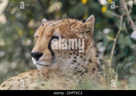 Portrait d'un guépard (Acinonyx jubatus) à Zoorasia, Yokohama, Kanagawa, Japon. Banque D'Images