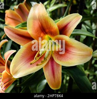 Lilium Montego Bay Banque D'Images