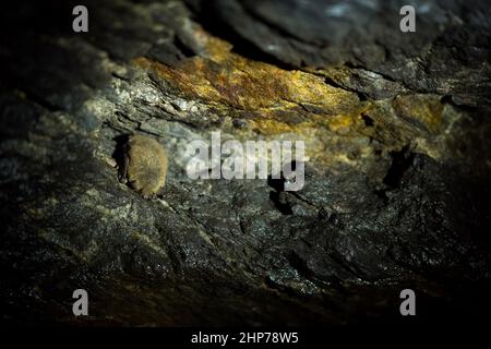 Daubenton's bat hibernant dans une grotte Banque D'Images