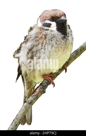 Moineau eurasien (Passer montanus) est un oiseau de passereau dans la famille des moineaux avec un couronne et napon riches en châtaignier Banque D'Images