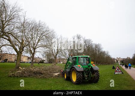 Windsor, Royaume-Uni. 19th février 2022. Les membres du public passent devant des arbres ramenés la veille par Storm Eunice qui sont mis en sécurité par les arboristes du domaine de la Couronne le long de la longue promenade en face du château de Windsor. Trois personnes sont mortes au Royaume-Uni pendant la tempête Eunice et un record provisoire pour l'Angleterre a été établi par un 122mph rafale sur l'île de Wight. Crédit : Mark Kerrison/Alamy Live News Banque D'Images