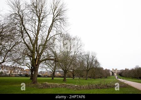 Windsor, Royaume-Uni. 19th février 2022. Les membres du public passent devant des arbres ramenés la veille par Storm Eunice qui sont mis en sécurité par les arboristes du domaine de la Couronne le long de la longue promenade en face du château de Windsor. Trois personnes sont mortes au Royaume-Uni pendant la tempête Eunice et un record provisoire pour l'Angleterre a été établi par un 122mph rafale sur l'île de Wight. Crédit : Mark Kerrison/Alamy Live News Banque D'Images