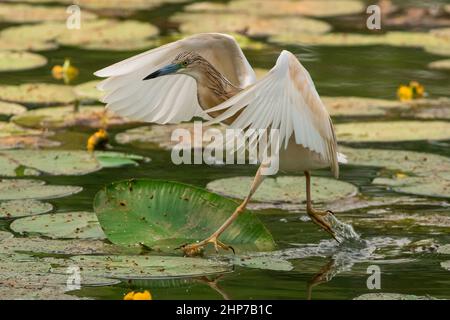 Una sgarza ciuffetto a caccia nelle acque dell'Oasi Lipu di Torrile (Parme, Italie) Banque D'Images