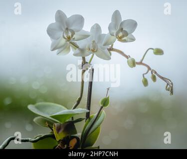 Une orchidée blanche, Orchidaceae en fleur sur fond de fenêtre pluvieuse, avec une faible profondeur de champ. Banque D'Images