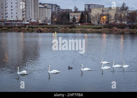 Cygnes sur un lac Balaton dans le sous-district de Goclaw à Varsovie, capitale de la Pologne Banque D'Images