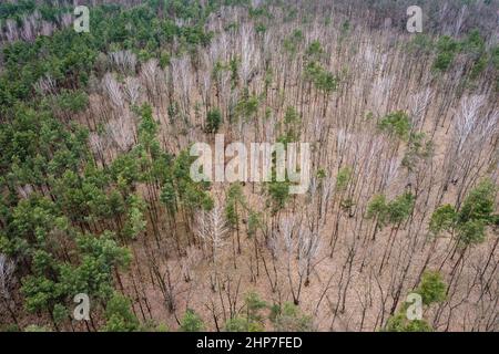 Sommet d'arbres en forêt dans le district de Bialoleka à la limite de la ville de Varsovie, Pologne Banque D'Images