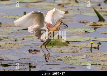 Una sgarza ciuffetto in volo sulle acque dell'Oasi Lipu di Torrile (Parme, Italie) Banque D'Images
