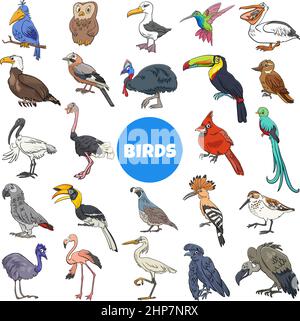 dessins animés oiseaux espèces animaux personnages grand ensemble Illustration de Vecteur