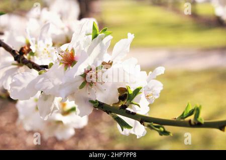 Photo de la fleur d'amande Banque D'Images