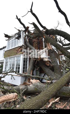 Endommagé causé à la maison de Dominic Good, à Stondon Massey, près de Brentwood, dans l'Essex, après qu'un chêne de 400 ans dans son jardin a été déraciné par Storm Eunice. Date de la photo: Samedi 19 février 2022. Banque D'Images