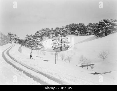 Histoire du Moyen-Orient: Un skieur dans la neige regardant les Cèdres du Liban; lieu: Liban ca. 1946 Banque D'Images