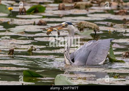 Un airone cinerino ha appena pescato un pesce tra le acque dell'Oasi Lipu di Torrile (Parme, Italie) Banque D'Images