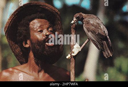 Des liens uniques lient ce perroquet noir (Coracopsis nigra) à son ami humain. Au cours de la journée, l'oiseau s'étend librement dans les forêts de Praslin, mais chaque nuit, il arrive à rôtir sur le lit de son ami. CA. Début 1970s Banque D'Images