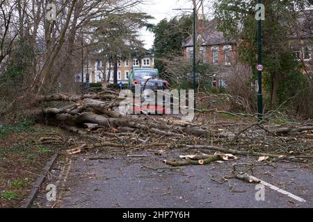 Tempêtes, arbres déracinés et perturbations de la circulation causées par Storm Eunice, sud-ouest de Londres, royaume-uni Banque D'Images