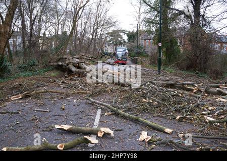 Tempêtes, arbres déracinés et perturbations de la circulation causées par Storm Eunice, sud-ouest de Londres, royaume-uni Banque D'Images
