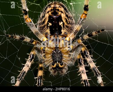 Photo macro de l'Araneus cavaticus, araignée de la grange. Banque D'Images