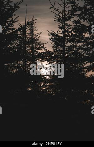 Coucher de soleil derrière les pins en hiver en République tchèque Banque D'Images