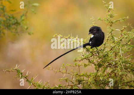 Magpie Shrike, Corvinella melanoleuca, perchée sur le Thorn à écorce feuilletée, Vachellia (Acacia) exuvialis, Orpen District, Parc national Kruger, Afrique du Sud Banque D'Images