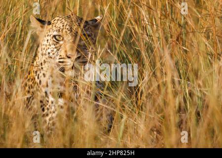 Léopard, Panthera pardus, femelle, dans un peuplement dense d'herbe de Spear, Heteropogon contortus, Parc national Kruger, province de Limpopo, Afrique du Sud Banque D'Images