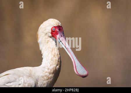 Spoonbill africain, Platalea alba, réserve naturelle de Rietvlei, Pretoria, Gauteng, Afrique du Sud Banque D'Images