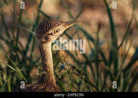 Portrait de Korhaan à crête rouge, Lophotis ruficrista, parc national de Mokala, Cap Nord, Afrique du Sud Banque D'Images