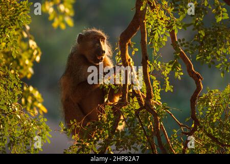 Chacma Baboon, Papio ursinus, se nourrissant des fruits de l'arbre de Nyala, Xanthocercis zambesiaca, district de Shingwedzi, parc national Kruger, Afrique du Sud Banque D'Images