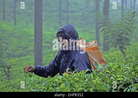 Nuwara Eliya, Sri Lanka - janvier 9. 2011: Vue sur la femme de préparateur de thé sur la colline de la forêt le jour pluvieux de la brume Banque D'Images