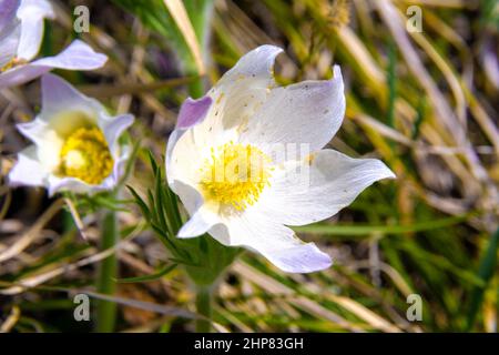 la croissance faible dans les zones ensoleillées fleurit au début du printemps avec de grandes fleurs blanches avec un noyau jaune, foyer sélectif Banque D'Images