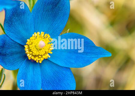 Pulsatilla pratensis fleurit au début du printemps avec de grandes fleurs bleu clair avec un centre jaune en plein soleil, foyer sélectif Banque D'Images